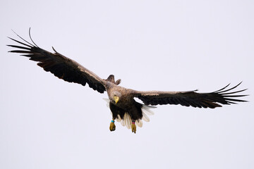 White-tailed sea eaglein flight, scientific name: Haliaeetus albicilla, is also called white-tailed sea-eagle, ern, erne, gray sea eagle and eurasian sea eagle.