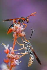 Two wasps are on a flower with one of them standing. AI.