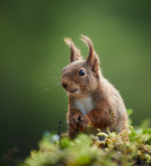 European Squirrel Close-Up Portrait