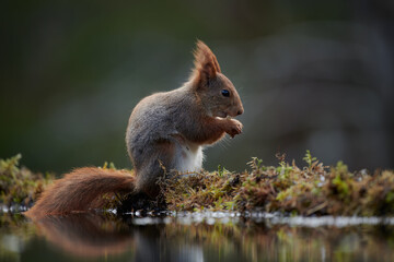 European Squirrel Close-Up Portrait