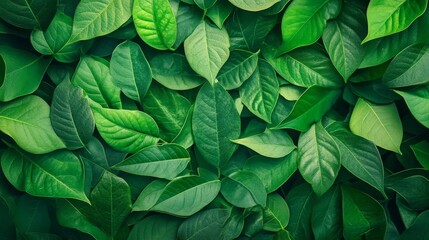 Fototapeta premium A vibrant display of lush green leaves, symbolizing nature, growth, freshness, tranquility, and life.