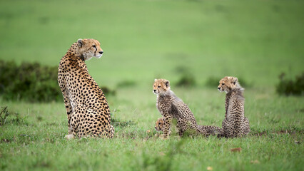 Cheetah Mother with Three Cubs in Masai Mara
