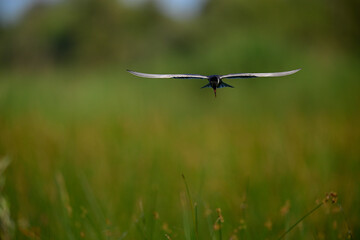 Whiskered tern // Weißbart-Seeschwalbe (Chlidonias hybrida) - Lake Skadar, Motenegro