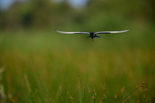 Whiskered tern // Wei&szlig;bart-Seeschwalbe (Chlidonias hybrida) - Lake Skadar, Motenegro