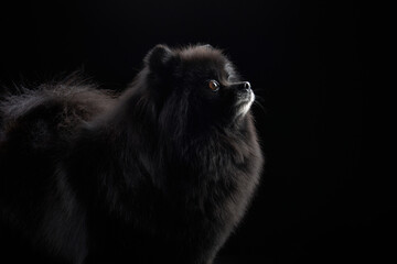 A black Pomeranian dog looks to the side, its fluffy coat and bright eyes highlighted against a dark background.