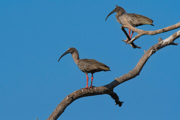 Plumbeous ibis,Theristicus caerulescens, Pantanal, Mato Grosso, Brazil.