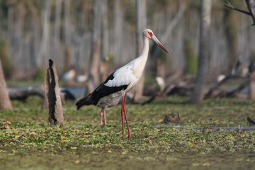 Maguari Stork, La Estrella marsh, Nature Reserve, Formosa Province, Argentina.