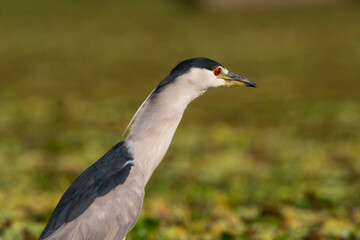 Black crowned Night heron, Nycticorax nycticorax ​ ,Pantanal, Mato Grosso, Brazil