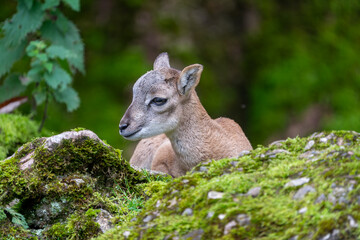 Baby Mufflon in the forest