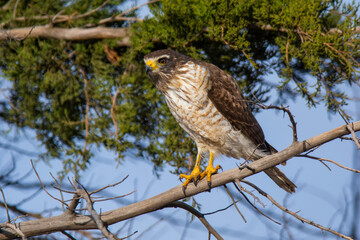Roadside Hawk perched, calden forest, La Pampa , Argentina