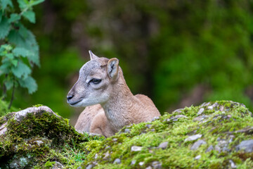 Baby Mufflon in the forest