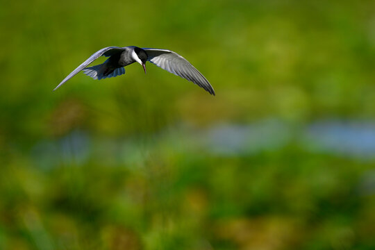 Wei&szlig;bart-Seeschwalbe // Whiskered tern  (Chlidonias hybrida) - Skutarisee, Motenegro