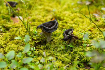 Black chanterelle mushrooms in wild forest.
