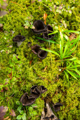 Black chanterelle mushrooms in wild forest.