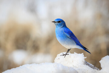 Male Mountain Bluebird (Sialia currucoides) on a snowbank near Creede, Colorado, USA