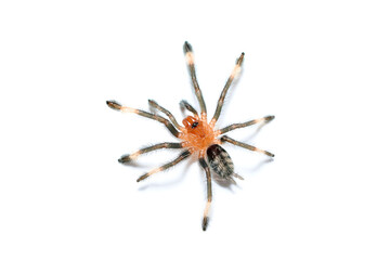 Psalmopoeus irminia tarantula theraphosidae also known as the Venezuelan suntiger young spider on the White Background closeup photo