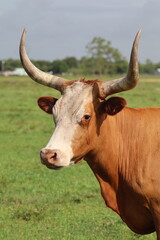 Close-Up Red and White Texas Longhorn Milking Cow