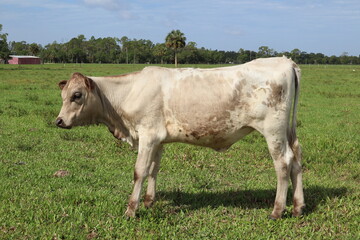 Young American Brown Swiss Cow
