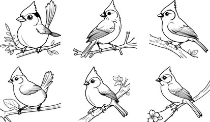 Tufted Titmouse bird hand drawing coloring page and outline vector design © Golokapati 1
