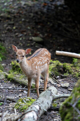 Wild Sika Deer 