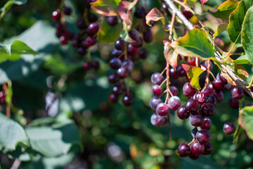 Choke cherries, berries, close-up