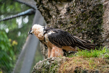 bearded vulture walking on the ground outside his nest