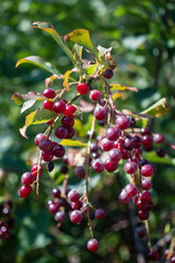 Choke cherries, berries, close-up