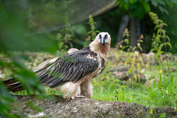 bearded vulture walking on the ground outside his nest