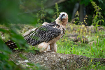 bearded vulture walking on the ground outside his nest