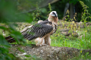 bearded vulture walking on the ground outside his nest