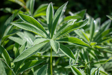 Foliage close-up, dewy