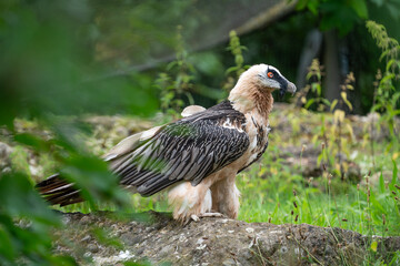 bearded vulture walking on the ground outside his nest