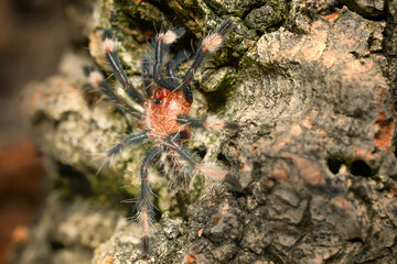 Psalmopoeus irminia tarantula theraphosidae also known as the Venezuelan suntiger young spider in the nature closeup photo