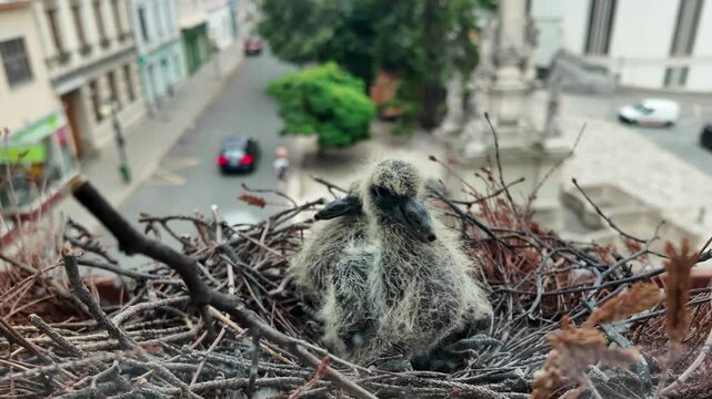 Two little squabs in the nest. The chicks are four days old from hatching. Pigeon nest on a window sill in the city
