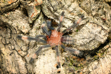 Psalmopoeus irminia tarantula theraphosidae also known as the Venezuelan suntiger young spider in the nature closeup photo