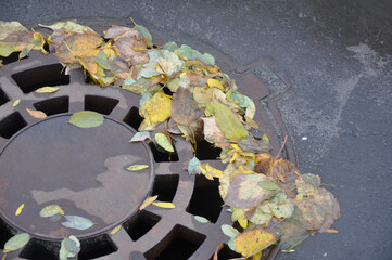 The storm drain is clogged with fallen autumn leaves
