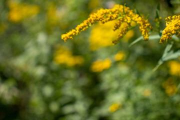 Obraz premium Wildflower close-up