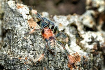 Psalmopoeus irminia tarantula theraphosidae also known as the Venezuelan suntiger young spider in the nature closeup photo