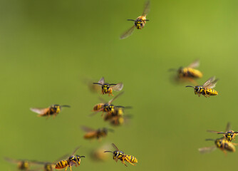 swarm of dangerous insects striped wasps flying against the backdrop of a green garden
