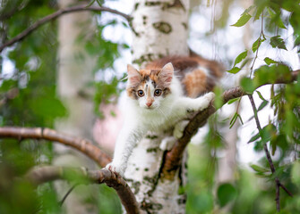Obraz premium cute kitten standing on birch tree branches in sunny summer garden