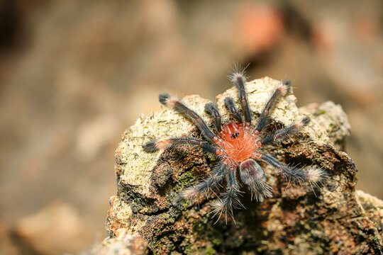 Psalmopoeus irminia tarantula theraphosidae also known as the Venezuelan suntiger young spider in the nature closeup photo