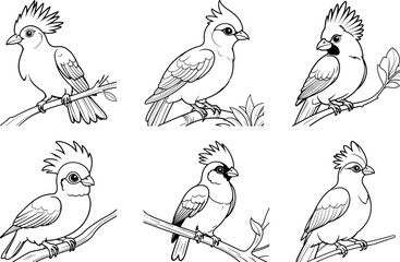 Turaco bird hand drawing coloring page and outline vector design
