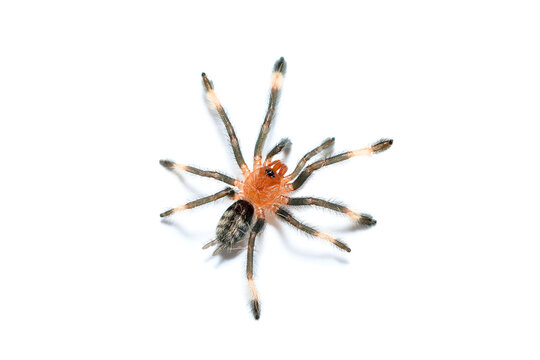 Psalmopoeus irminia tarantula theraphosidae also known as the Venezuelan suntiger young spider on the White Background closeup photo