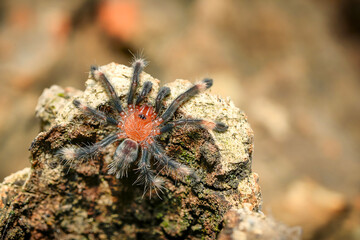 Psalmopoeus irminia tarantula theraphosidae also known as the Venezuelan suntiger young spider in the nature closeup photo