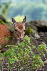 Wild Sika Deer 