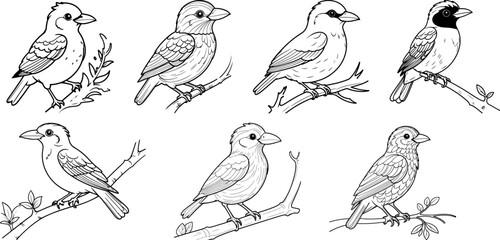 Umbrellabird hand drawing coloring page and outline vector design