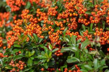 Pyracantha coccinea scarlet red firethorn ornamental shrub, orange group of fruits hanging on autumnal shrub