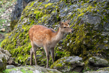 Wild Sika Deer 
