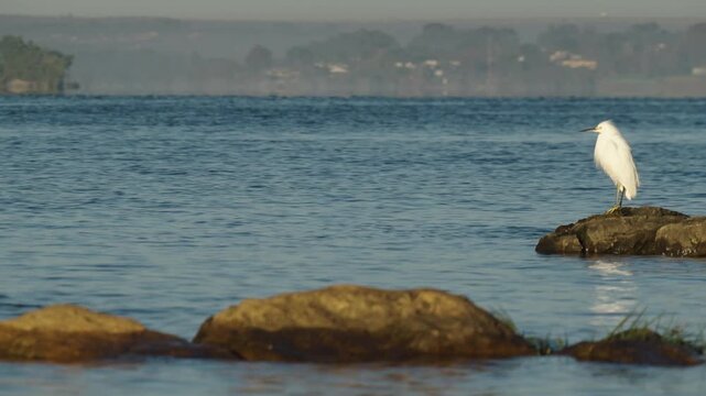 Gar&ccedil;a branca em pedra na beira do lago aguardando o momento certo para pescar