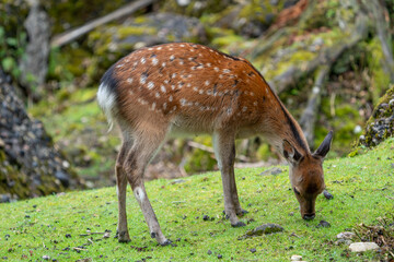 Wild Sika Deer 